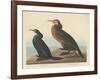 Violet-green Cormorant and Townsend's Cormorant, 1838-John James Audubon-Framed Giclee Print