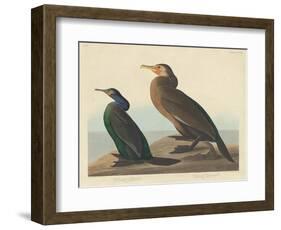 Violet-green Cormorant and Townsend's Cormorant, 1838-John James Audubon-Framed Giclee Print