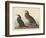 Violet-green Cormorant and Townsend's Cormorant, 1838-John James Audubon-Framed Giclee Print