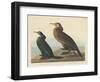 Violet-green Cormorant and Townsend's Cormorant, 1838-John James Audubon-Framed Giclee Print