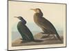 Violet-green Cormorant and Townsend's Cormorant, 1838-John James Audubon-Mounted Giclee Print