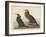 Violet-green Cormorant and Townsend's Cormorant, 1838-John James Audubon-Framed Giclee Print