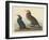 Violet-green Cormorant and Townsend's Cormorant, 1838-John James Audubon-Framed Giclee Print