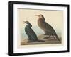 Violet-green Cormorant and Townsend's Cormorant, 1838-John James Audubon-Framed Giclee Print