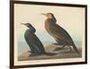 Violet-green Cormorant and Townsend's Cormorant, 1838-John James Audubon-Framed Giclee Print