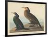 Violet-green Cormorant and Townsend's Cormorant, 1838-John James Audubon-Framed Giclee Print