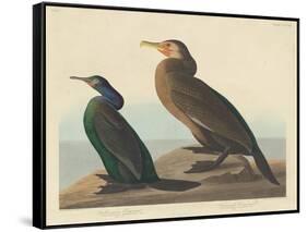 Violet-green Cormorant and Townsend's Cormorant, 1838-John James Audubon-Framed Stretched Canvas