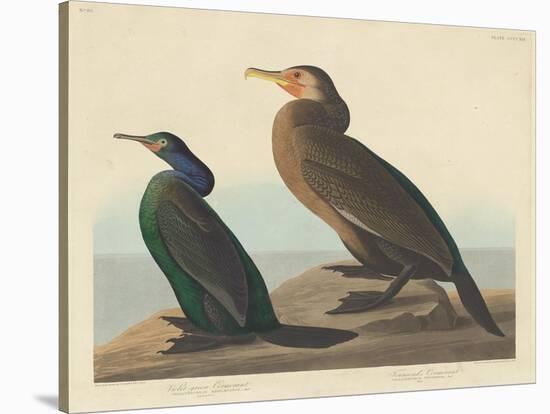 Violet-green Cormorant and Townsend's Cormorant, 1838-John James Audubon-Stretched Canvas