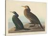 Violet-green Cormorant and Townsend's Cormorant, 1838-John James Audubon-Stretched Canvas