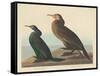 Violet-green Cormorant and Townsend's Cormorant, 1838-John James Audubon-Framed Stretched Canvas