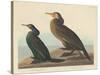 Violet-green Cormorant and Townsend's Cormorant, 1838-John James Audubon-Stretched Canvas