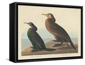 Violet-green Cormorant and Townsend's Cormorant, 1838-John James Audubon-Framed Stretched Canvas