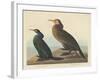 Violet-green Cormorant and Townsend's Cormorant, 1838-John James Audubon-Framed Giclee Print