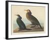 Violet-green Cormorant and Townsend's Cormorant, 1838-John James Audubon-Framed Giclee Print