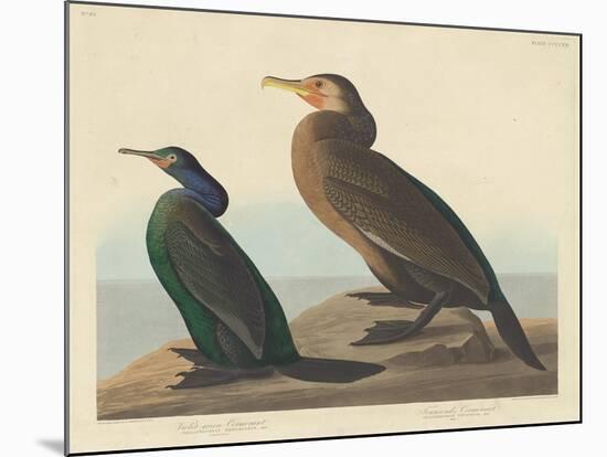 Violet-green Cormorant and Townsend's Cormorant, 1838-John James Audubon-Mounted Giclee Print