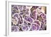 Violet Hydrangea-Karyn Millet-Framed Photographic Print