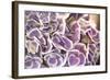 Violet Hydrangea-Karyn Millet-Framed Photographic Print