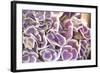 Violet Hydrangea-Karyn Millet-Framed Photographic Print