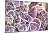 Violet Hydrangea-Karyn Millet-Mounted Photographic Print