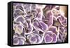 Violet Hydrangea-Karyn Millet-Framed Stretched Canvas