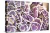 Violet Hydrangea-Karyn Millet-Stretched Canvas