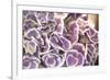 Violet Hydrangea-Karyn Millet-Framed Photographic Print