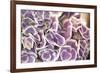 Violet Hydrangea-Karyn Millet-Framed Photographic Print