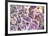 Violet Hydrangea-Karyn Millet-Framed Photographic Print