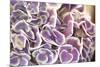 Violet Hydrangea-Karyn Millet-Mounted Photographic Print