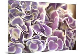 Violet Hydrangea-Karyn Millet-Mounted Photographic Print