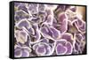 Violet Hydrangea-Karyn Millet-Framed Stretched Canvas