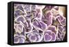 Violet Hydrangea-Karyn Millet-Framed Stretched Canvas