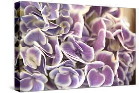 Violet Hydrangea-Karyn Millet-Stretched Canvas