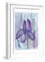 Violet Iris-Beverly Dyer-Framed Art Print