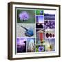 Violet Life Collage-Gail Peck-Framed Art Print