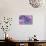 Violet Orchid Morpheus-Alixandra Mullins-Stretched Canvas displayed on a wall