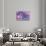 Violet Orchid Morpheus-Alixandra Mullins-Stretched Canvas displayed on a wall