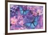 Violet Orchid Morpheus-Alixandra Mullins-Framed Art Print