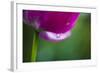 Violet-Red Tulip with Raindrops-Brigitte Protzel-Framed Photographic Print