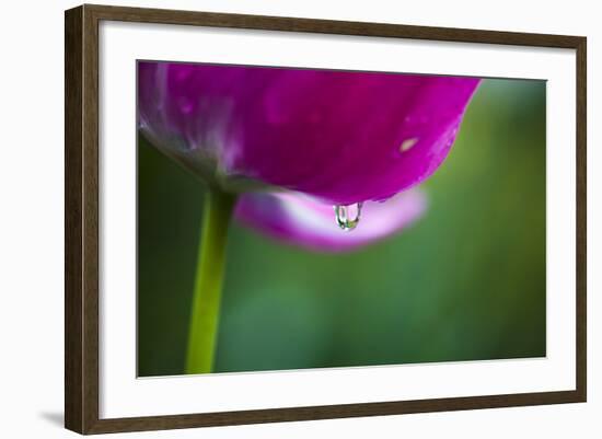 Violet-Red Tulip with Raindrops-Brigitte Protzel-Framed Photographic Print