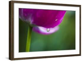 Violet-Red Tulip with Raindrops-Brigitte Protzel-Framed Photographic Print