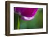 Violet-Red Tulip with Raindrops-Brigitte Protzel-Framed Photographic Print