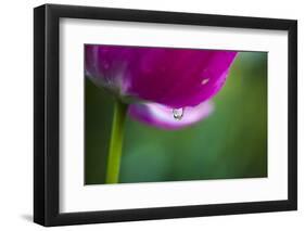 Violet-Red Tulip with Raindrops-Brigitte Protzel-Framed Photographic Print