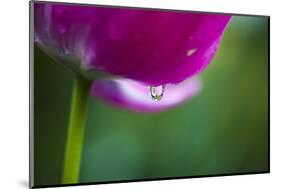 Violet-Red Tulip with Raindrops-Brigitte Protzel-Mounted Photographic Print