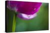 Violet-Red Tulip with Raindrops-Brigitte Protzel-Stretched Canvas