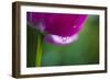 Violet-Red Tulip with Raindrops-Brigitte Protzel-Framed Photographic Print