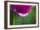 Violet-Red Tulip with Raindrops-Brigitte Protzel-Framed Photographic Print