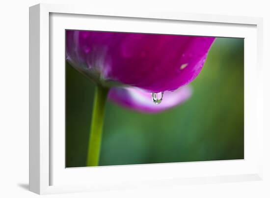 Violet-Red Tulip with Raindrops-Brigitte Protzel-Framed Photographic Print