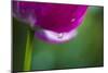 Violet-Red Tulip with Raindrops-Brigitte Protzel-Mounted Photographic Print