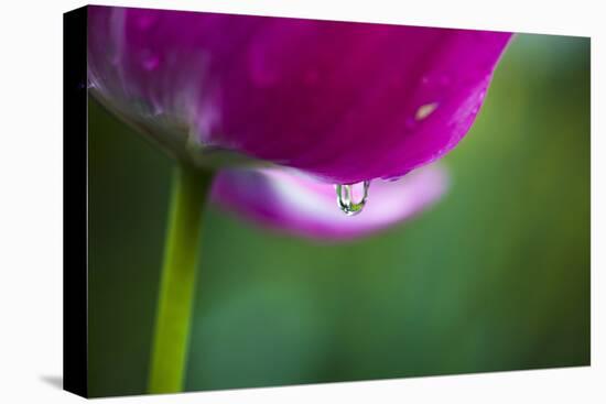 Violet-Red Tulip with Raindrops-Brigitte Protzel-Stretched Canvas